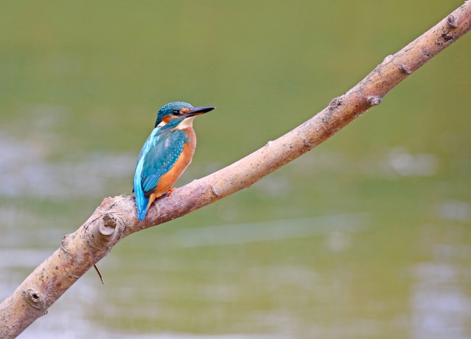 Early kingfisher activity!